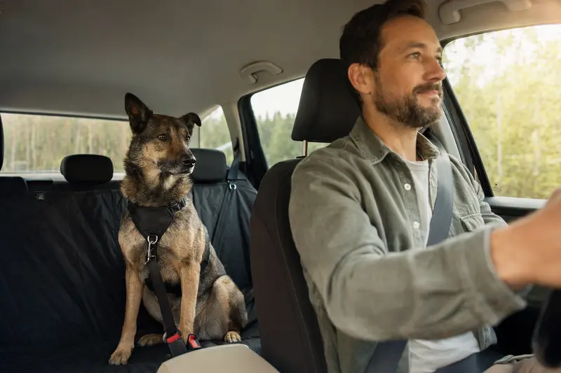 Ein Atlas Schäferhund sitzt sicher angeschnallt auf der Rückbank eines Autos, während der Besitzer entspannt fährt.