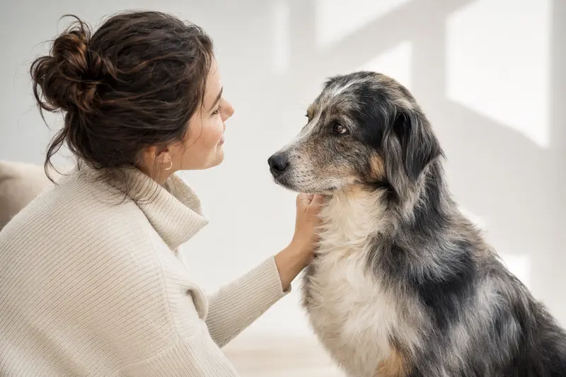 Ein Atlas Sheepdog steht aufmerksam vor einem neutralen Hintergrund und zeigt seine typische Körperform und Fellstruktur.