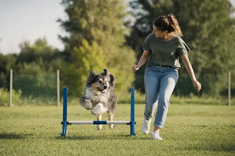 Ein aktiver Atlas Sheepdog springt mit seinem Besitzer über eine kleine Trainingshürde auf dem Hundeplatz.