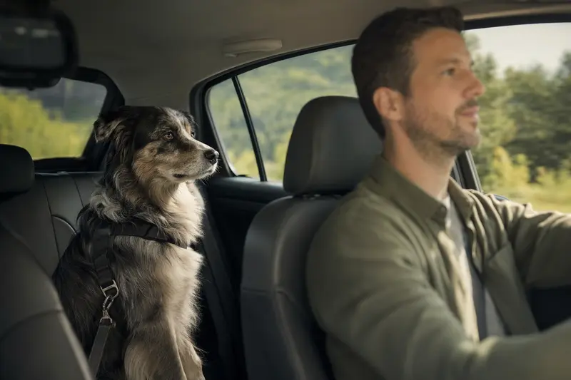 Ein Atlas Sheepdog Hund sitzt sicher angeschnallt auf der Rückbank eines Autos und genießt die Fahrt bei Sonnenschein.