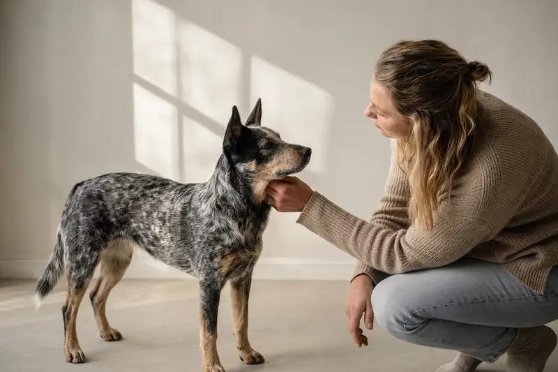 Ein aufmerksamer Australian Cattle Dog steht vor einem neutralen Hintergrund und zeigt die typischen Merkmale seiner Rasse.