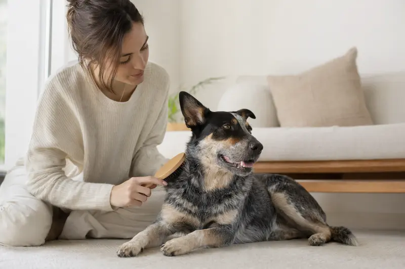 Ein Australian Cattle Dog wird von seinem Besitzer liebevoll zuhause gebürstet, was die Bedeutung von Fellpflege für die Gesundheit des Hundes verdeutlicht.