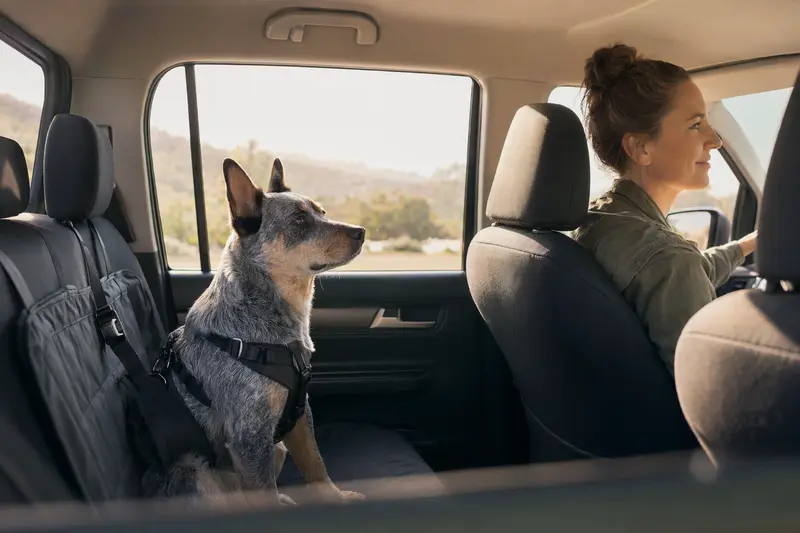 Ein Australian Cattle Dog sitzt angeschnallt auf der Rückbank eines Autos, während der Besitzer fährt.
