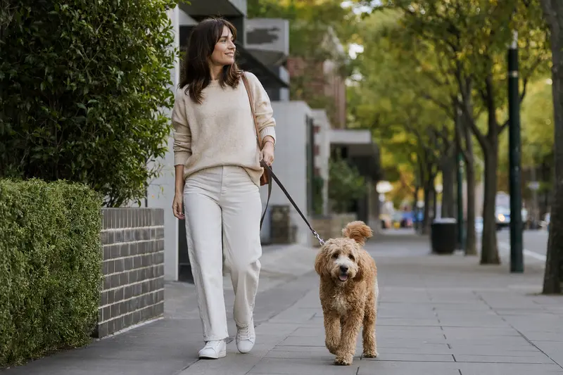 Ein Australian Cobberdog läuft entspannt an der Leine mit seinem Besitzer durch eine moderne Stadtstraße.