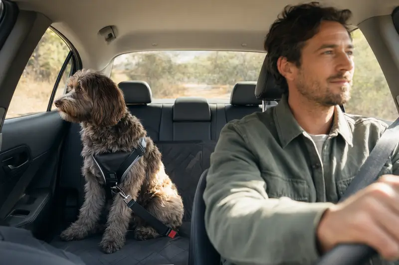 Ein Australian Cobberdog sitzt sicher angeschnallt auf der Rückbank eines Autos, während der Besitzer ruhig fährt.