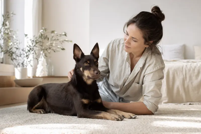 Ein aufmerksamer Australian Kelpie Hund steht in natürlicher Haltung vor einem hellen Hintergrund und zeigt die typischen Merkmale der Rasse.