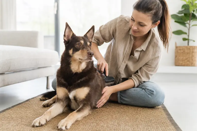 Ein Australian Kelpie wird Zuhause sanft gebürstet, der Besitzer zeigt liebevolle Pflege.