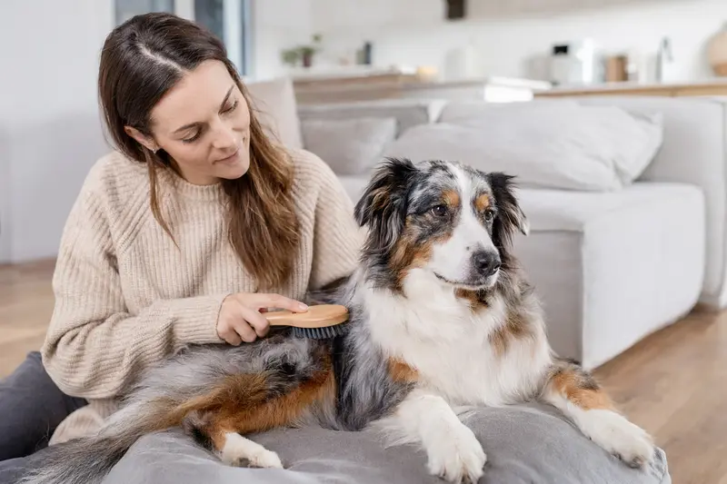 Ein Besitzer bürstet liebevoll das Fell seines Australian Shepherds in einer hellen Wohnung.
