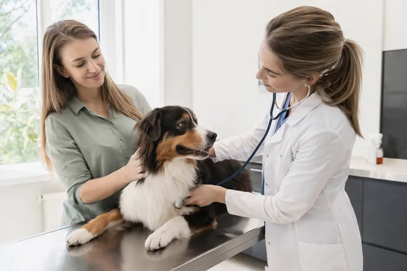 Ein ruhiger Australian Shepherd Hund wird von einer freundlichen Tierärztin in einer modernen Tierarztpraxis untersucht.