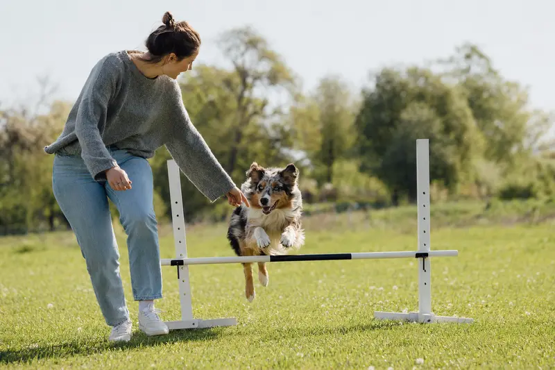 Ein Australian Shepherd trainiert mit seinem Besitzer an einer kleinen Hürde auf dem Hundeplatz und zeigt Freude an Bewegung und Hundesport.