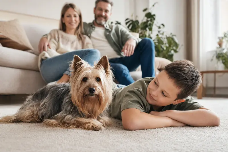 Ein Australian Silky Terrier liegt entspannt neben einem Kind im Wohnzimmer und genießt die familiäre Atmosphäre.