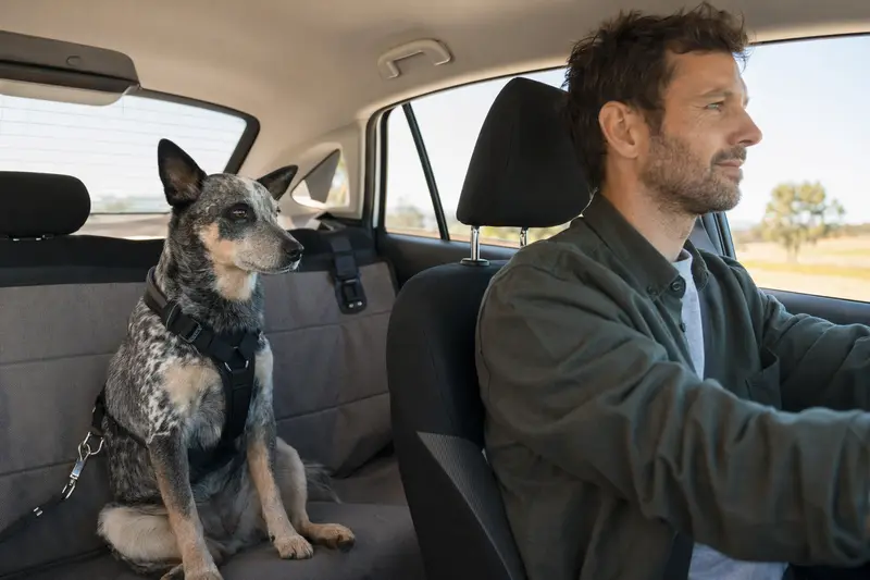 Ein Australian Stumpy Tail Cattle Dog sitzt sicher angeschnallt auf der Rückbank eines Autos, während der Besitzer ruhig fährt.