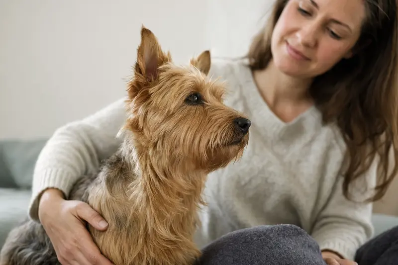 Ein aufmerksamer Australian Terrier Hund präsentiert sich in natürlicher Haltung vor einem hellen Hintergrund.