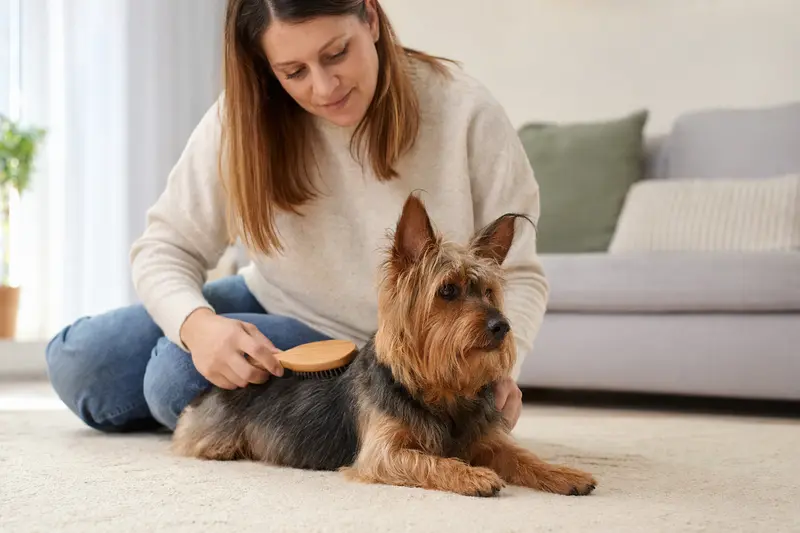 Ein liebevoll gebürsteter Australian Terrier in einer hellen Wohnung, der auf die Pflege und Gesundheit des Haustiers hinweist.