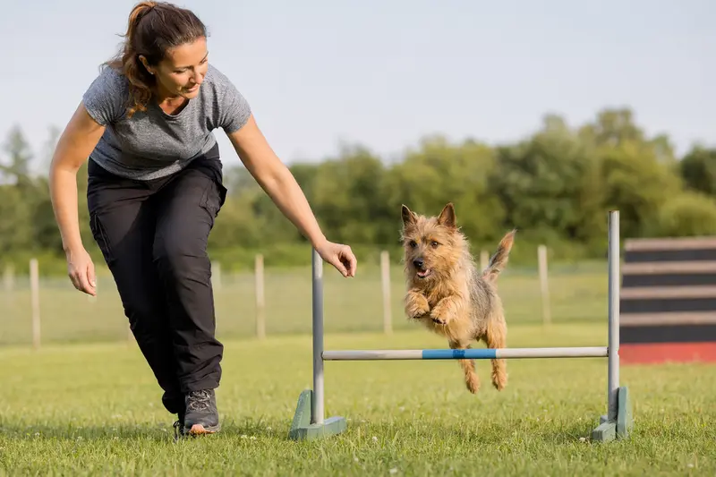 Ein aktiver Australian Terrier springt mit seinem Besitzer über eine kleine Trainingshürde auf dem Hundeplatz.