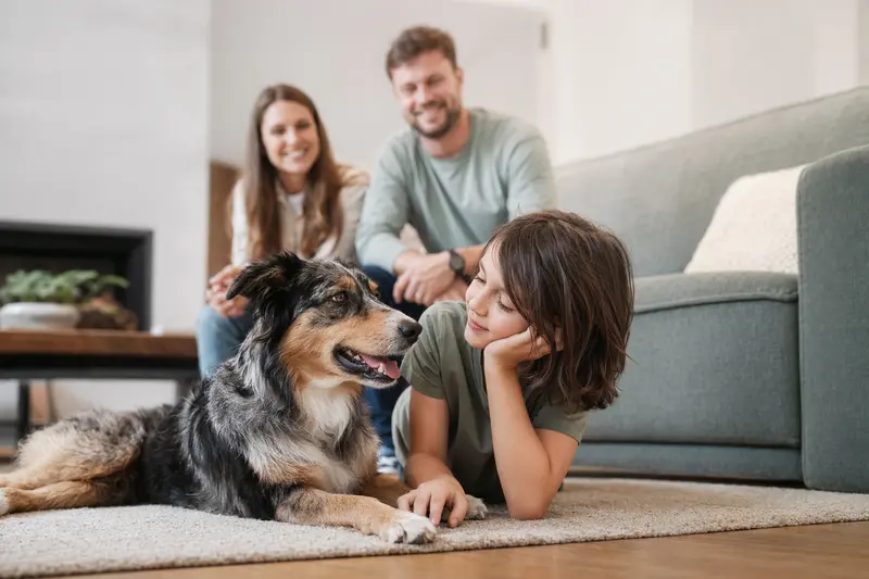 Australischer Schäferhund liegt entspannt neben einem Kind im Wohnzimmer, während die Eltern im Hintergrund eine sichere Familienatmosphäre schaffen.
