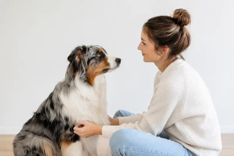 Australischer Schäferhund in natürlicher Haltung vor hellem Hintergrund als professionelles Hundeportrait.