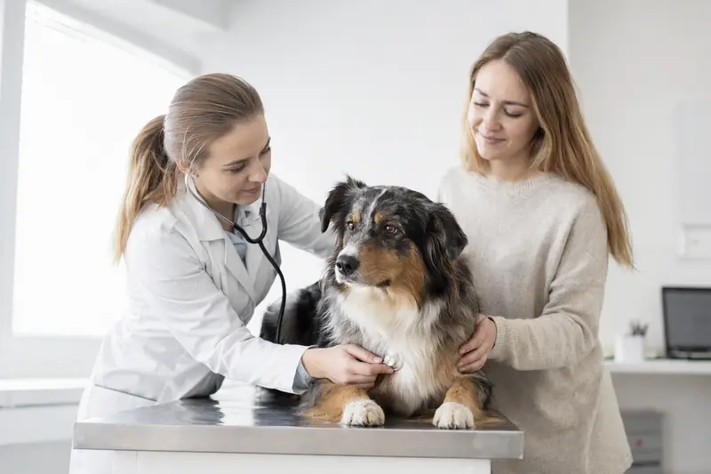 Ein ruhiger Australischer Schäferhund wird von einer freundlichen Tierärztin mit einem Stethoskop in einer modernen Tierarztpraxis untersucht.