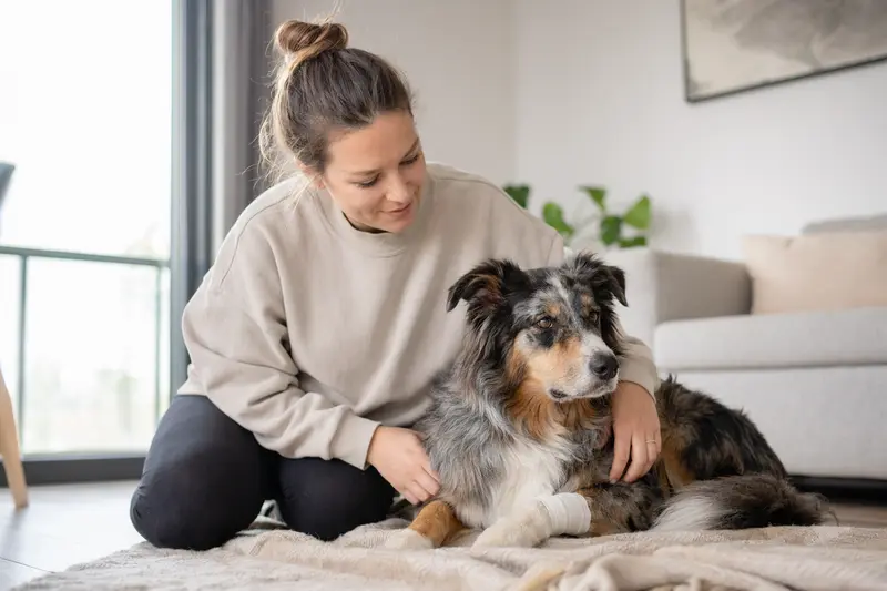Ein Australischer Schäferhund mit leichtem Pfotenverband liegt ruhig auf einer Decke, während sein Besitzer neben ihm erleichtert neben ihm sitzt.