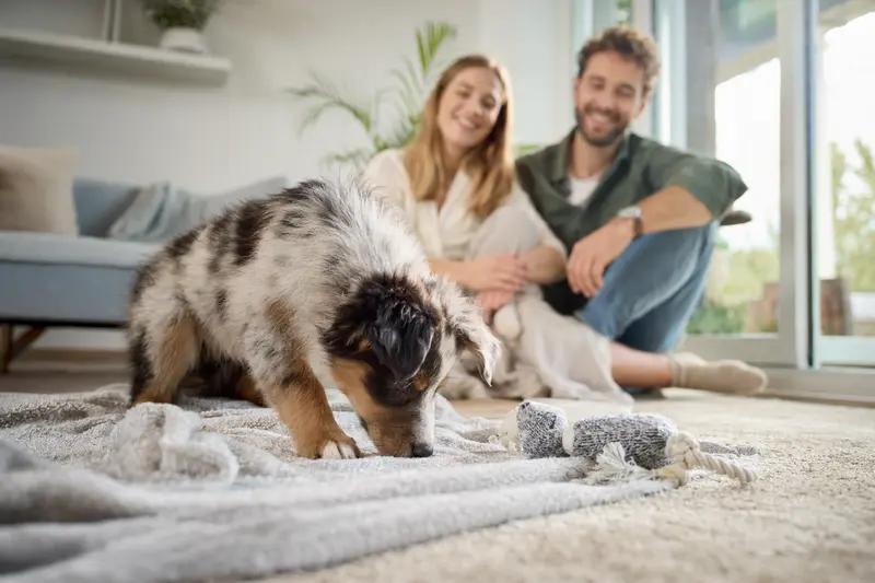 Ein neugieriger Australischer Schäferhund Welpe erkundet sein neues Zuhause auf einer weichen Decke.