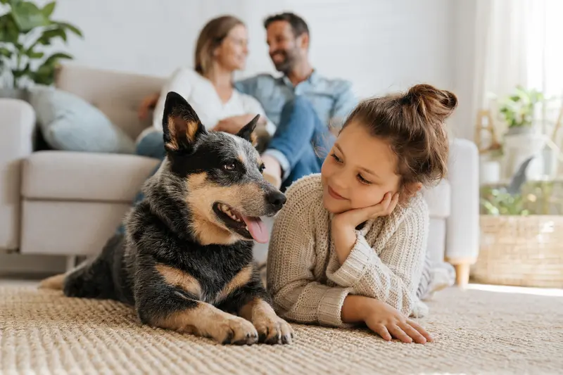 Ein freundlicher Australischer Treibhund liegt entspannt neben einem Kind im Wohnzimmer und strahlt eine vertrauensvolle Atmosphäre aus.