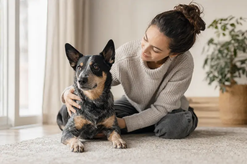 Ein aufmerksamer Australischer Treibhund vor hellem Hintergrund, der seine typischen Merkmale zeigt.