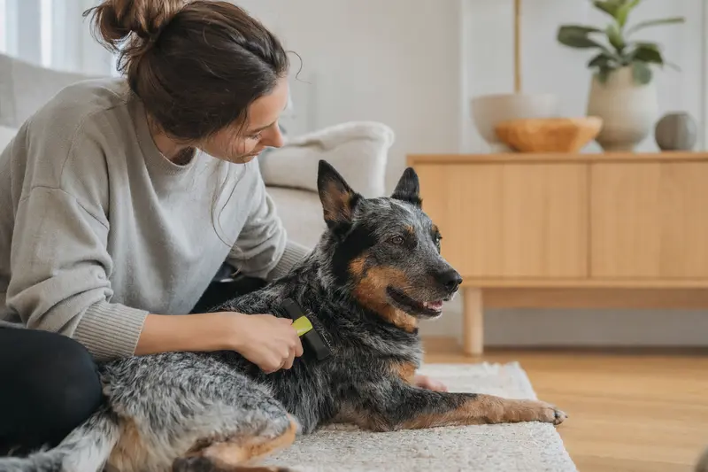 Ein Australischer Treibhund wird von seinem Besitzer liebevoll zuhause gebürstet, was die Bedeutung von Fellpflege und Tiergesundheit unterstreicht.