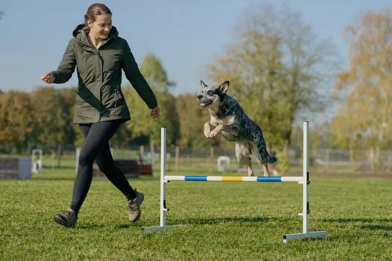 Ein Australischer Treibhund trainiert mit seinem Besitzer über eine kleine Hürde auf dem Hundeplatz bei sonnigem Wetter.