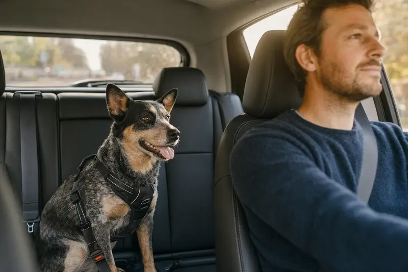 Ein Australischer Treibhund sitzt sicher angeschnallt auf der Rückbank eines Autos und genießt die Autofahrt.