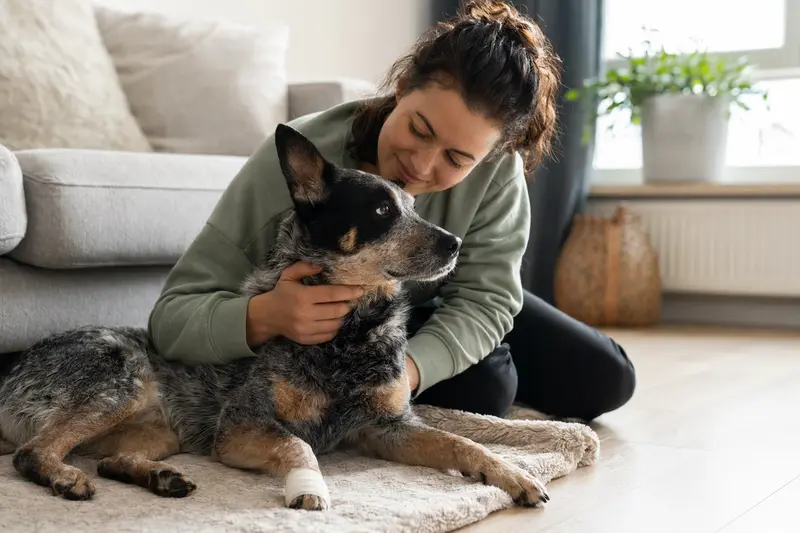 Ein Australischer Treibhund liegt mit Verband an der Pfote neben seinem erleichterten Besitzer in einer hellen Wohnung.