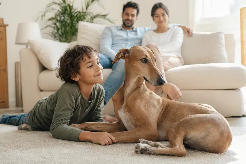 Ein freundlicher Azawakh Hund liegt entspannt neben einem Kind im Wohnzimmer, wodurch eine warme, vertrauensvolle Familienatmosphäre entsteht.