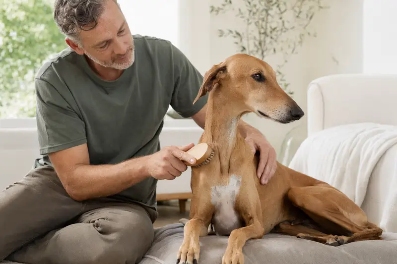 Ein Azawakh Hund wird geduldig von seinem Besitzer in einer hellen Wohnung gebürstet, was die liebevolle Fellpflege symbolisiert.