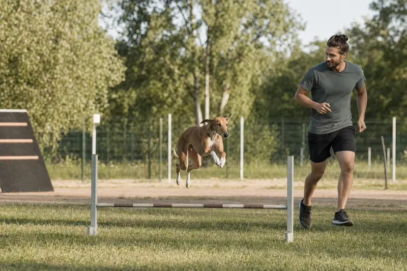 Ein Azawakh Hund trainiert mit seinem Besitzer über eine kleine Hürde auf dem Hundeplatz bei sonnigem Sonnenschein.