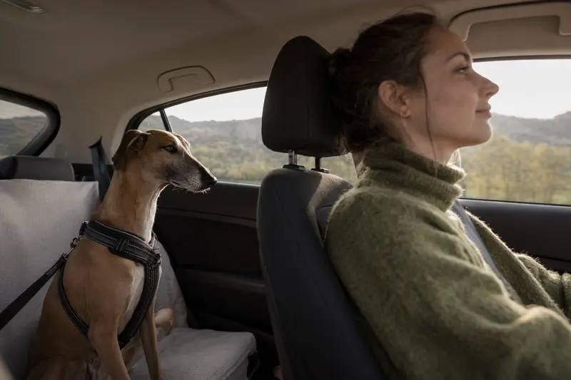 Ein Azawakh Hund ist sicher angeschnallt auf der Rückbank eines Autos, während der Besitzer entspannt fährt.