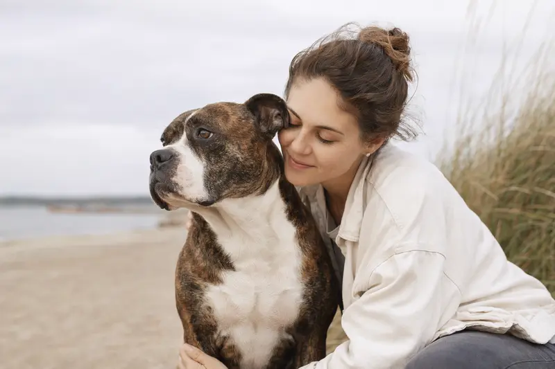 Eine aufmerksame Azoren-Bulldogge steht vor einem neutralen Hintergrund und zeigt ihre typische Körperform und Fellstruktur.