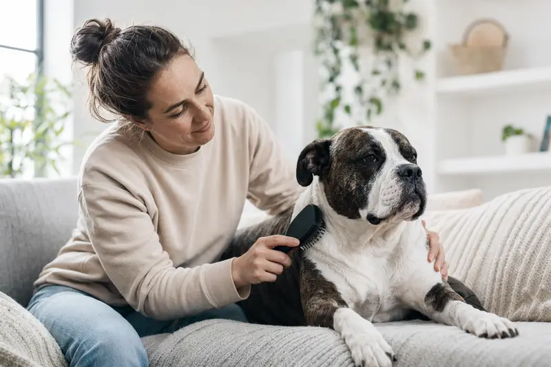 Ein Azoren-Bulldogge wird liebevoll von seinem Besitzer zu Hause gebürstet.