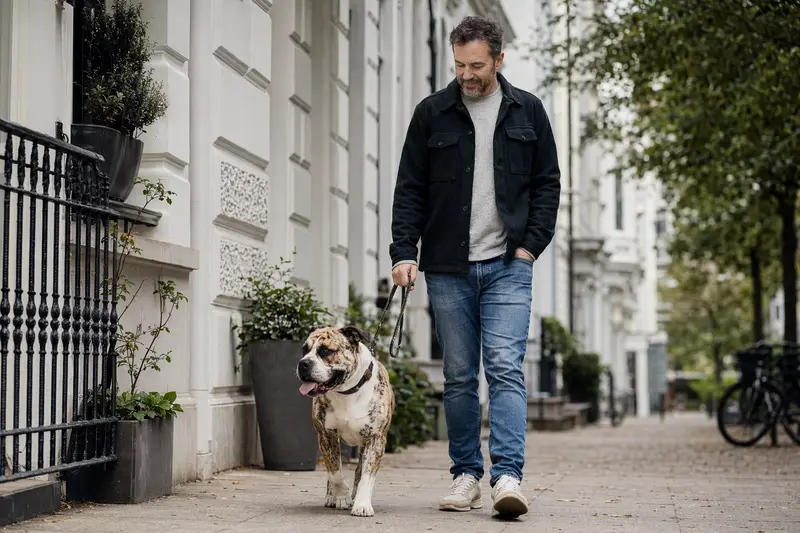 Ein Azoren-Bulldogge Hund läuft mit seinem Besitzer an der Leine durch eine moderne Stadtstraße, umgeben von natürlichem Licht.