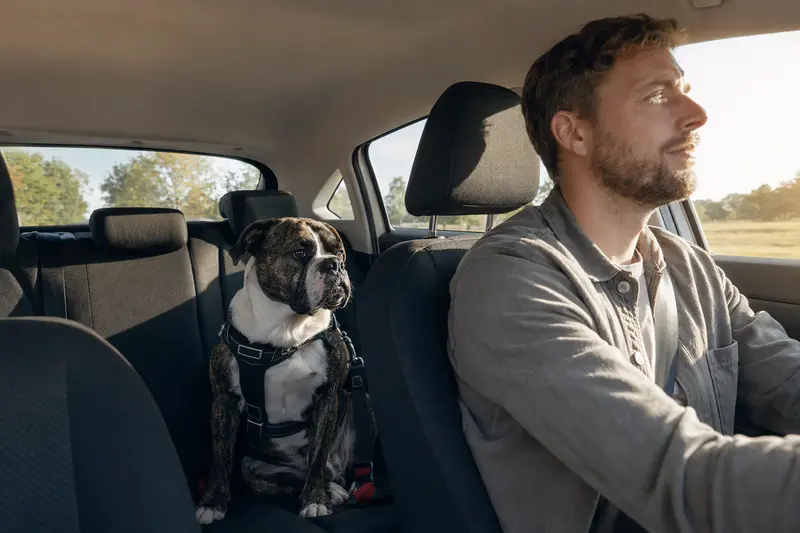 Ein Azoren-Bulldogge sitzt sicher angeschnallt auf der Rückbank eines Autos, während der Besitzer fährt.
