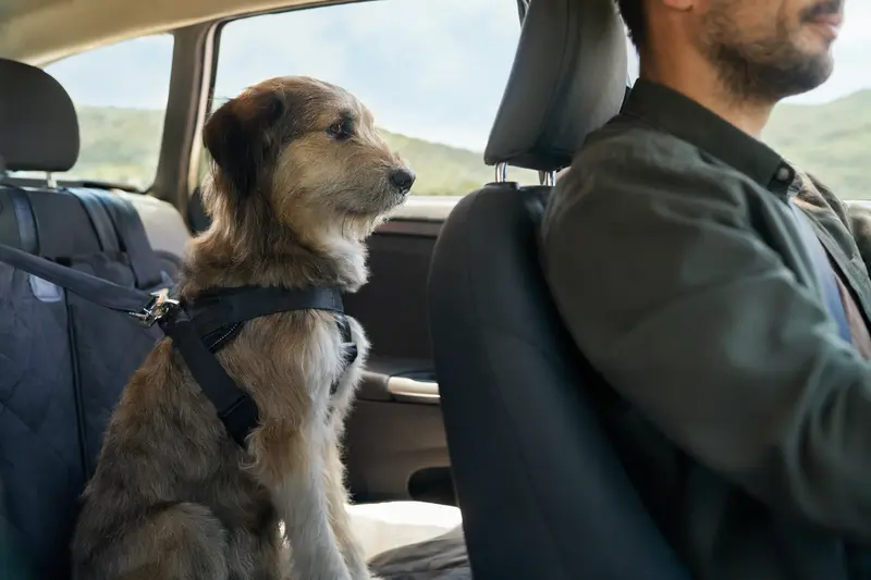 Ein Bakarwal Hund sitzt sicher angeschnallt auf der Rückbank eines Autos während der Fahrer ruhig fährt.
