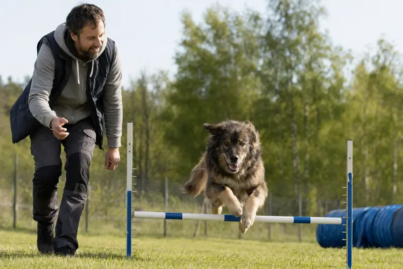 Ein Bakharwal Mastiff trainiert auf einem Hundeplatz mit seinem Besitzer an einer kleinen Trainingshürde in sonniger, sicherer Atmosphäre.