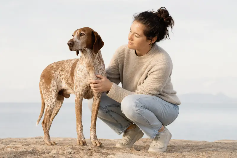 Ein Balearen Laufhund steht aufmerksam vor hellem Hintergrund, mit typischer Körperform und Fellstruktur.