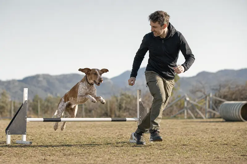 Ein Balearen Laufhund trainiert mit seinem Besitzer auf einem Hundeplatz über eine kleine Hürde und zeigt dabei Freude und Bewegung.