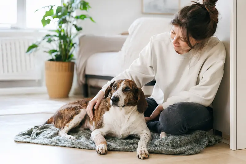 Ein Balearen Laufhund mit einem leichten Verband an der Pfote liegt entspannt auf einer Decke, während sein Besitzer zufrieden neben ihm sitzt.