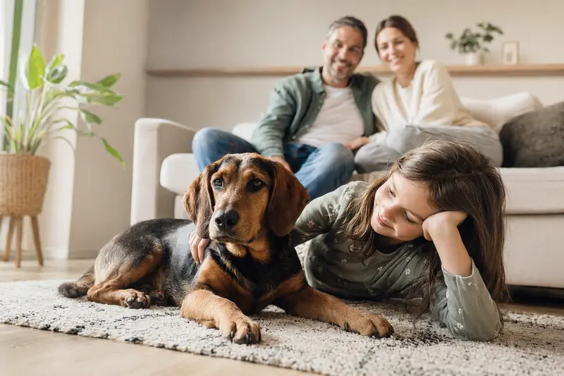 Ein freundlicher Balkan Bracke Hund liegt entspannt neben einem Kind im Wohnzimmer und strahlt eine vertrauensvolle Atmosphäre aus.