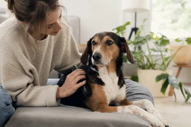 Ein Balkan Bracke Hund wird liebevoll von seinem Besitzer in einer hellen Wohnung gebürstet, was die Verantwortung für die Fellpflege unterstreicht.