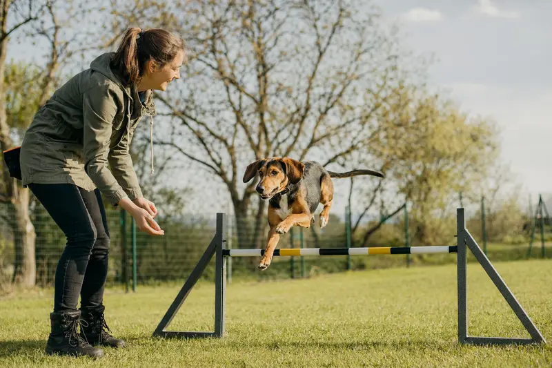 Ein Balkan Bracke Hund springt mit seinem Besitzer über eine kleine Trainingshürde auf dem Hundeplatz.