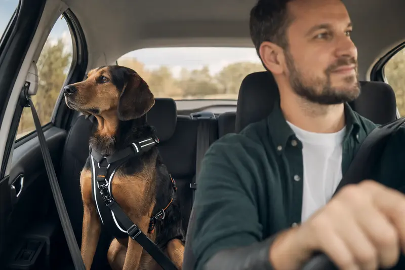 Ein Balkan Bracke Hund sicher angeschnallt auf der Rückbank eines Autos, während der Besitzer fährt.