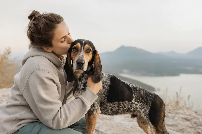 Ein Balkanski Gonic Hund steht aufmerksam vor einem neutralen Hintergrund und präsentiert seine typischen Merkmale.