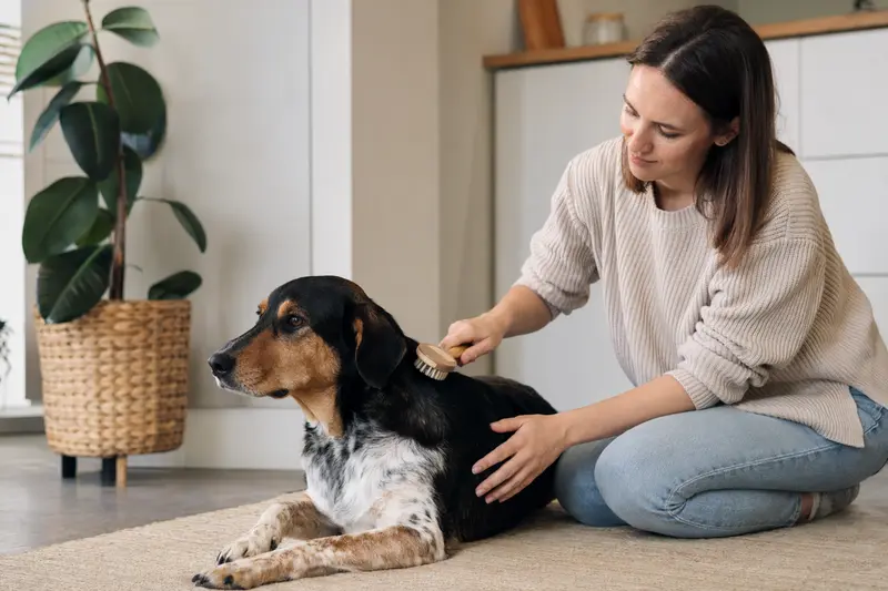 Ein Balkanski Gonic Hund wird liebevoll zuhause gebürstet, was die Bedeutung der Fellpflege unterstreicht.