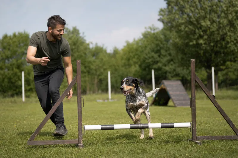 Ein Balkanski Gonic trainiert mit seinem Besitzer auf einem Hundeplatz über eine kleine Trainingshürde bei sonniger Stimmung.